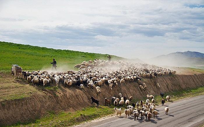 سهم عمده‌ای تولیدات عشایر شهرستان صحنه با 270 هزار رأس دام