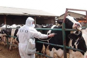 	انجام فاز۲ واکسیناسیون تب برفکی در جمعیت دام سنگین استان کرمانشاه 