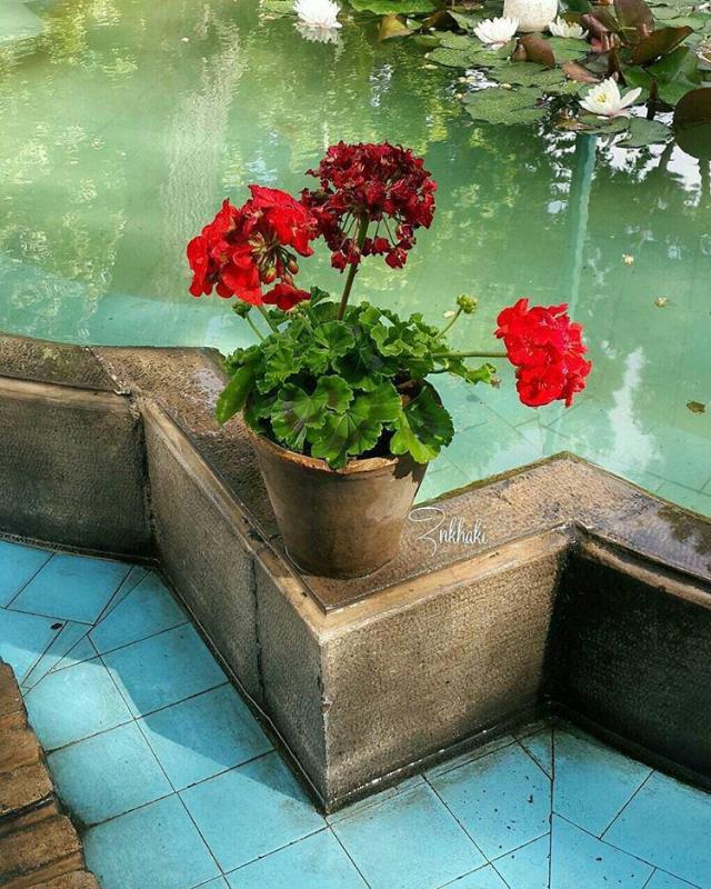 فواید باغبانی برای سلامت زنان مسن