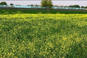 	توسعه مجتمع‌های گلخانه‌ای با همکاری آب منطقه‌ای در کرمانشاه 