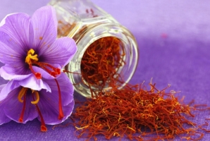  طلای سرخ با حمایت سپاه از زمین هرسین رویید/ کارآفرینی با طعم زعفران ایرانی 