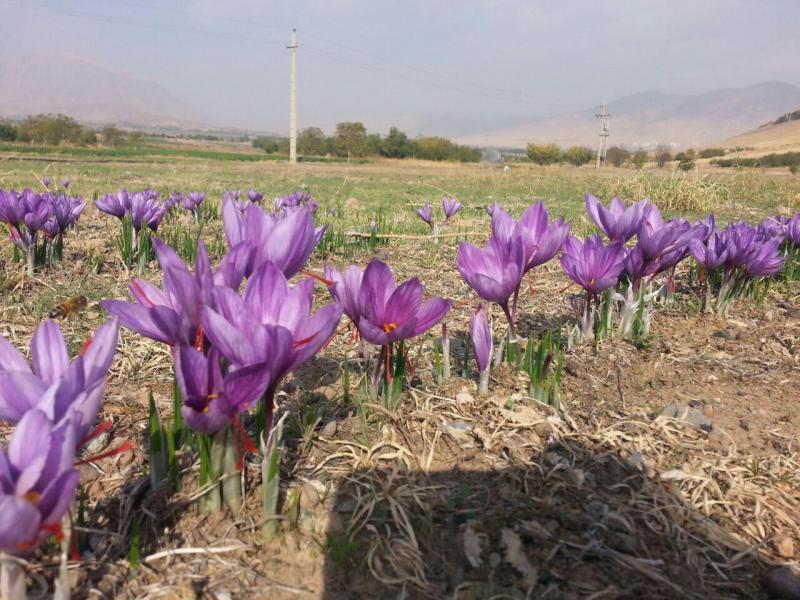 برداشت زعفران از زمین های کشاورزی صحنه آغاز شد