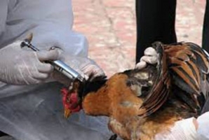 	اجرای طرح واکسیناسیون نیوکاسل دربیش از ۱۱۰۰ روستای استان کرمانشاه 