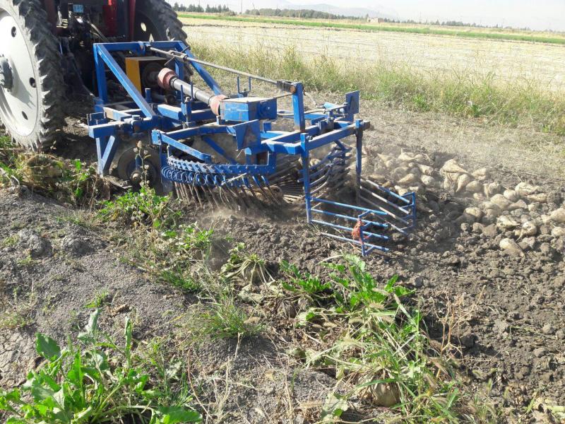 برداشت چغندر قند از مزارع روستای هریل آباد آغاز شد