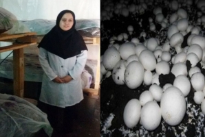 	جوانانی که با کمک بسیج کار آفرین شدند/ درآمد میلیونی در هرسین از راه پرورش قارچ 
