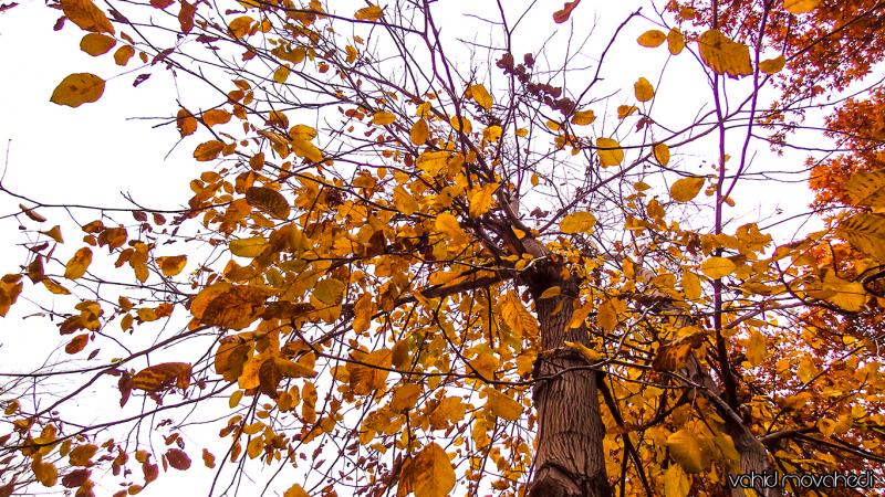 دمای هوای شهرستان صحنه در پایان هفته کاهش می یابد