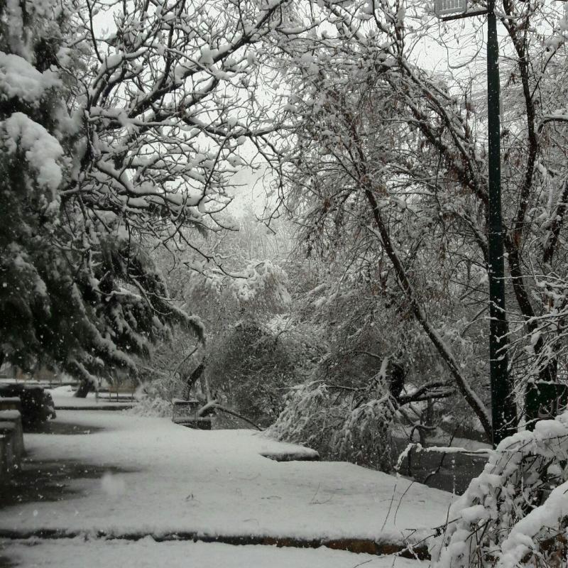 گزارش تصویری از بارش برف زمستانی در شهرستان صحنه 