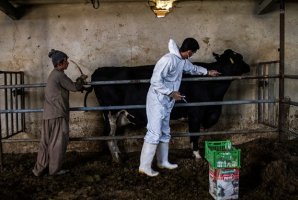 	واکسیناسیون ۱۲۰۰۰۰ راس دام سنگین در استان کرمانشاه 