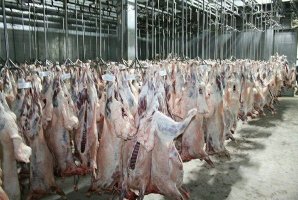 	کشتار بیش از ۱۷۴ هزار راس در کشتارگاه های استان کرمانشاه 