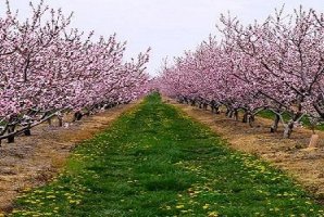لزوم مبارزه با آفات سوسک گرده خوار و گل خوار در باغات و مزارع هرسین لزوم مبارزه با آفات سوسک گرده خوار و گل خوار در باغات و مزارع هرسین