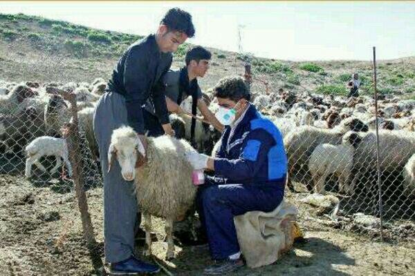 امسال در کنار واکسیناسیون آبله در شهرستان صحنه مایه کوبی علیه بیماری شاربن نیز انجام می گیرد امسال در کنار واکسیناسیون آبله در شهرستان صحنه مایه کوبی علیه بیماری شاربن نیز انجام می گیرد