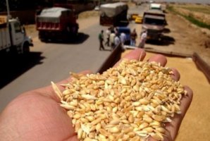 	کشف و ضبط بیش از ۵۰ تن گندم قاچاق در سرپل ذهاب 