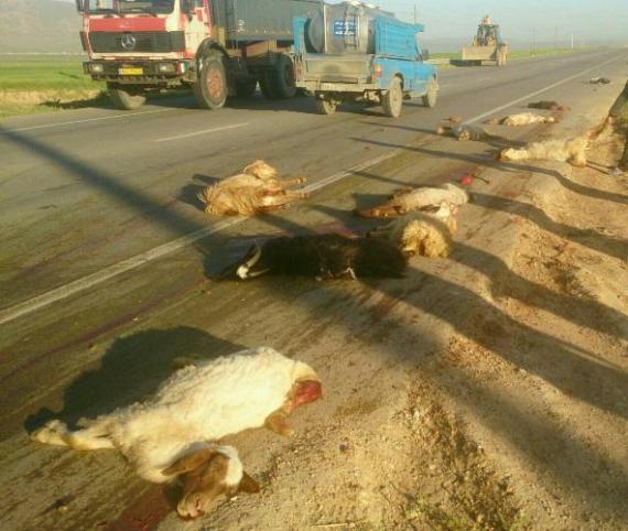 	تلف شدن ۲۱ راس گوسفند در اسلام آبادغرب بر اثربرخورد خودرو با گله احشام+عکس 