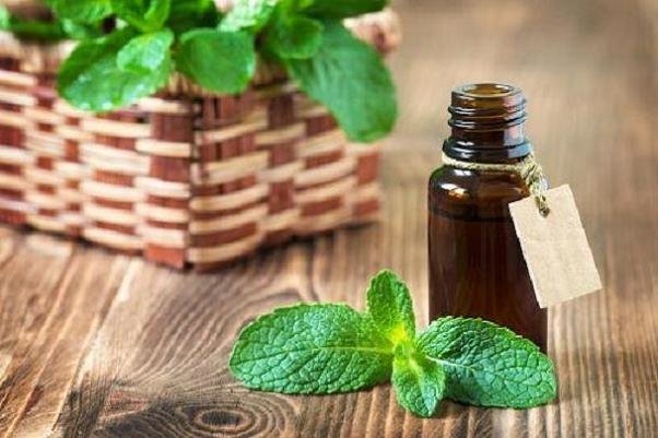فواید «پونه کوهی» را بشناسید/ تقویت انرژی و ضدباکتری