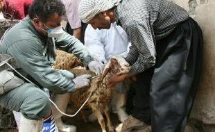 آغاز مایه کوبی رایگان ۱.۷ میلیون راس دام سبک در استان کرمانشاه 