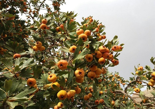  پاییز زیبای روستای گردشگری کندوله از توابع شهرستان صحنه