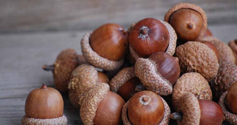  داد بلوط از دود ذغال/ سرمایه ملی بسته‌ای ۵ هزار تومان! 