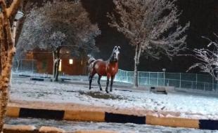 تصاویری از یک شب برفی در شهرستان پاوه 