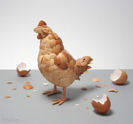 مرغ و تخممرغ بخوریم یا نه؟! مرغ و تخممرغ بخوریم یا نه؟!