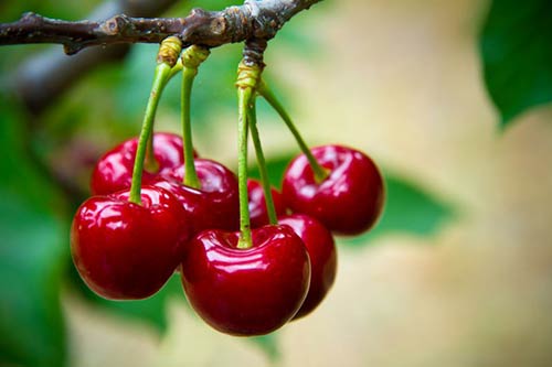  بیشترین سطح باغات گیلاس استان مربوط به شهرستان صحنه است