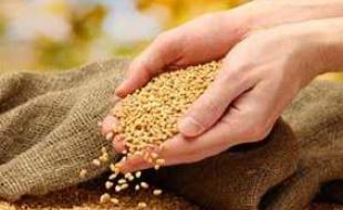 ۳۹ هزار تن بذر گندم برای کشت پاییزه توزیع می‌شود 