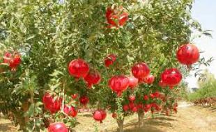 «هه‌نارانه» سرپوشی برای پای لنگ گردشگری «اورامانات» 
