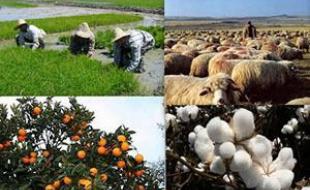پیش‌پذیرش طرح‌های اشتغال روستایی ۳۷۹ درصد نسبت به سهمیه است 