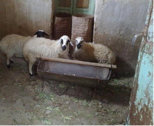 نگهداری دام زنده در برخی از محله های شهر صحنه یک معضل بسیار جدی است