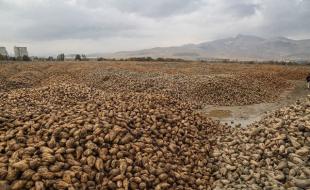برداشت بیش از 200 هزار تن چغندر قند در اسلام آبادغرب 