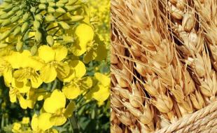  آغاز خرید تضمینی گندم و کلزا در کرمانشاه 