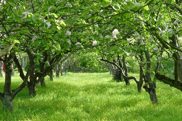 شهرستان صحنه با 8300 هکتار بیشترین سهم باغات استان کرمانشاه را دارد