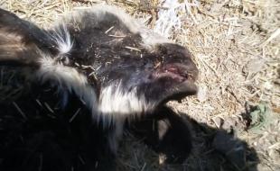 تلفات تب برفکی در کرمانشاه 