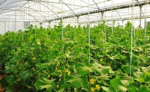 توسعه گلخانه‌ها از راهکارهای رفع مشکل خشکسالی در اسلام آبادغرب است 