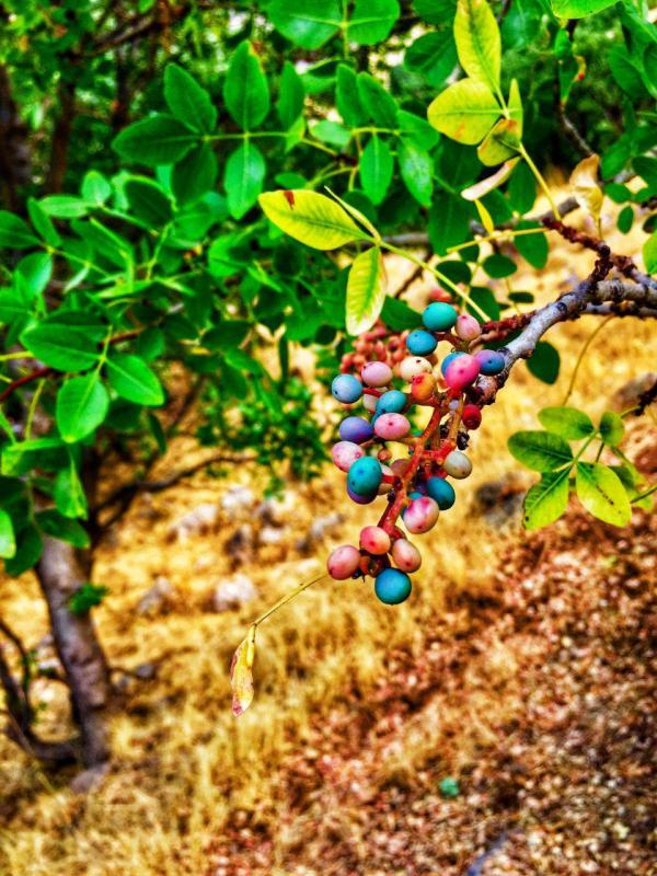 طبیعت زیبای منطقه شهرستان صحنه در فصل بهار