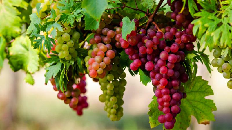 شهرستان صحنه با 2174 هکتار بیشترین سطح تاکستانهای استان کرمانشاه را دارد