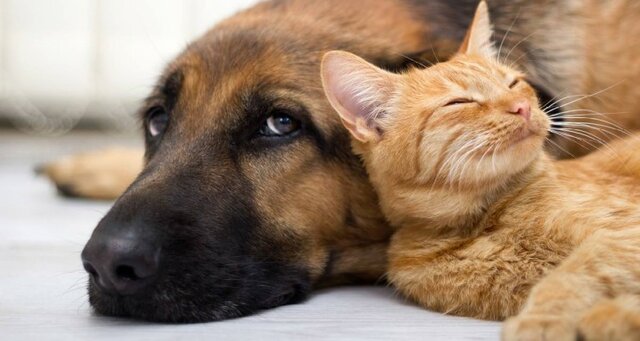  تایید امکان انتقال کووید۱۹ از انسان به برخی حیوانات