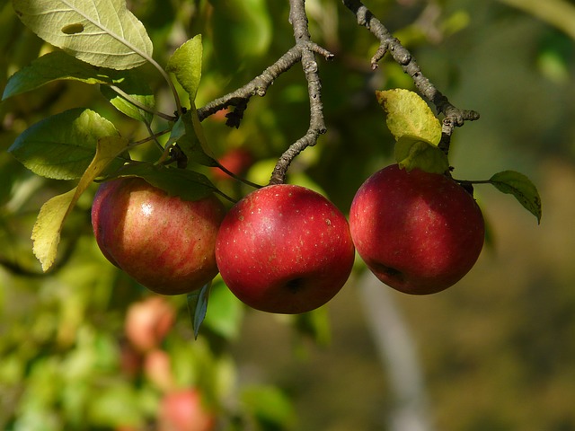 باغات زیبای سیب در شهرستان صحنه 