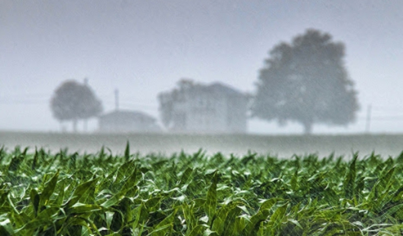  خسارت وزش تند باد شدید به مزارع شهرستان سرپل ذهاب
