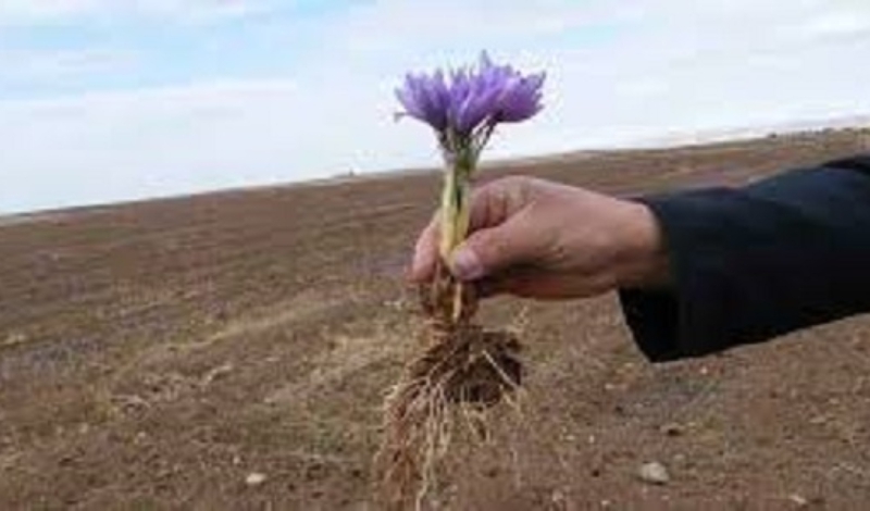 توسعه کاشت زعفران در شهرستان هرسین/ توزیع 80 تن پیاز مرغوب به صورت رایگان بین کشاورزان