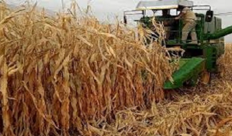  تولید بیش از 13هزارتن ذرت دانه ای در شهرستان هرسین