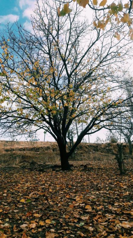 طبیعت بکر و زیبای روستای قره گزلو کنگاور