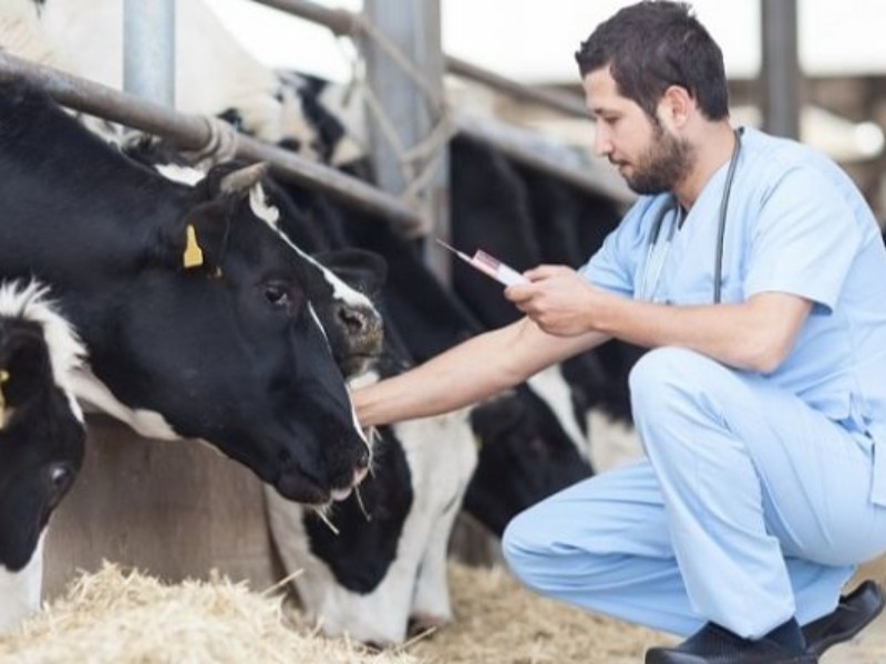 دامداران در برابر تب برفکی هوشیار باشند دامداران در برابر تب برفکی هوشیار باشند