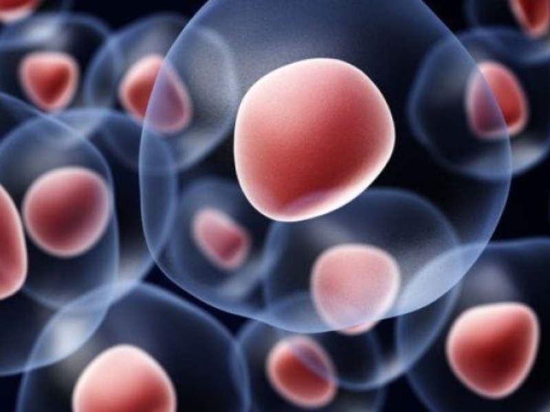 لزوم تقویت بانک اطلاعاتی HLA انتقال خون لزوم تقویت بانک اطلاعاتی HLA انتقال خون