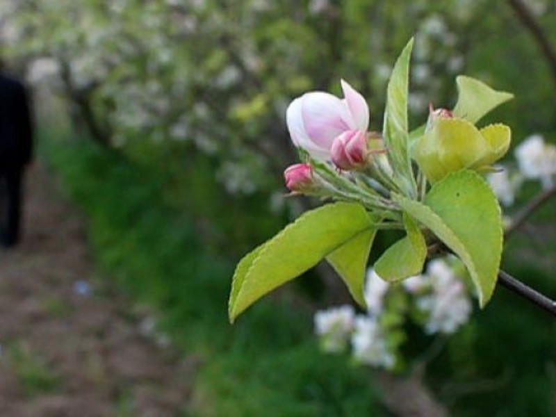 افسانه کور سەیا و آغاز بهار کُردی افسانه کور سەیا و آغاز بهار کُردی