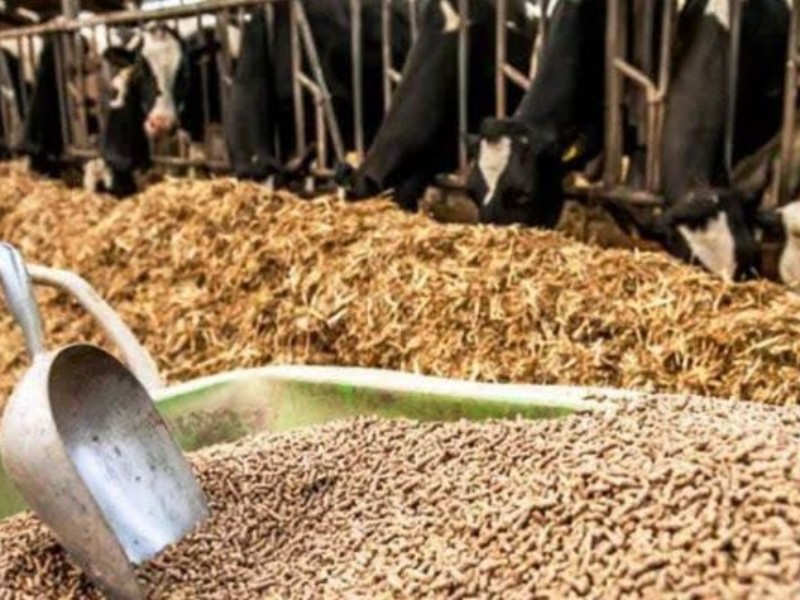 طلب واردکنندگان نهادههای دامی پرداخت شود طلب واردکنندگان نهادههای دامی پرداخت شود