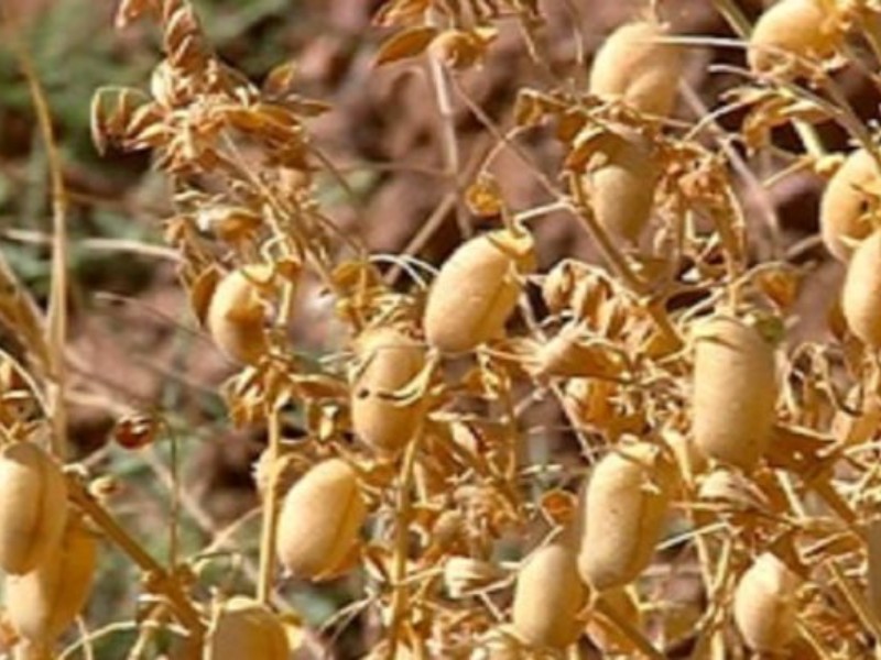 کل بذر نخود کشور در کرمانشاه تولید می‌شود